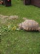 Rehomed...Sulcata, Female approx 22 years old (T4)